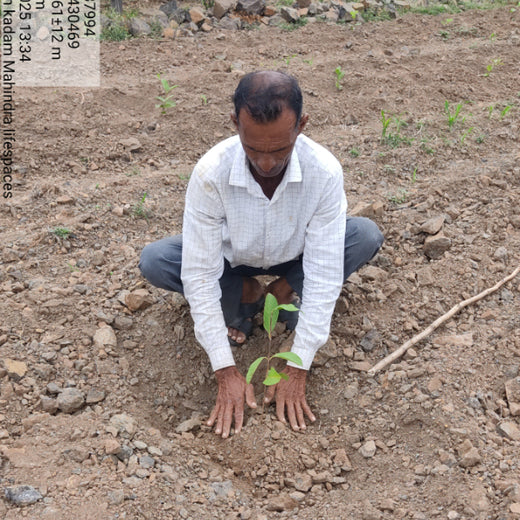एक पेड़ माँ के नाम: A Greener Tribute by Mahindra Lifespaces – 6 months