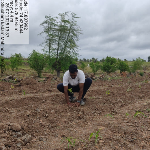 एक पेड़ माँ के नाम: A Greener Tribute by Mahindra Lifespaces – 6 months