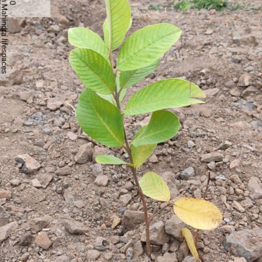 एक पेड़ माँ के नाम: A Greener Tribute by Mahindra Lifespaces – 6 months