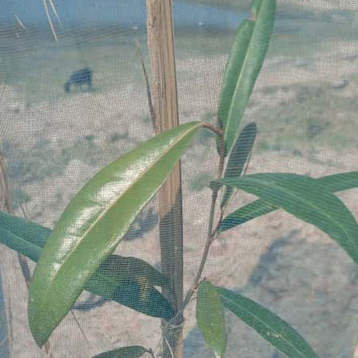 Nature’s Guardians: Mangroves for People, Planet, and Prosperity – 1 year