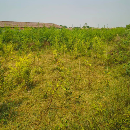 Nurture Florest - An Initiative by Mankind Pharma – 2 years