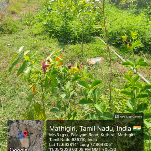 Caterpillar's Legacy: A Thriving Learning forest in Hosur Mathigiri – 2 years
