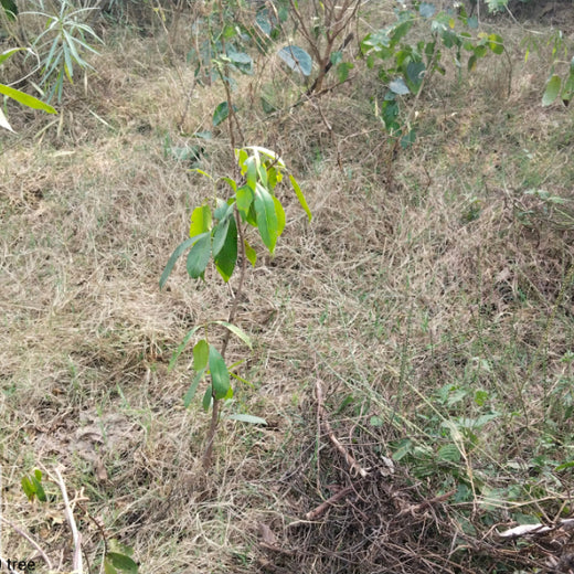 Max Life Insurance's Urban Forest Initiative: A Breath of Fresh Air for Delhi – 6 months
