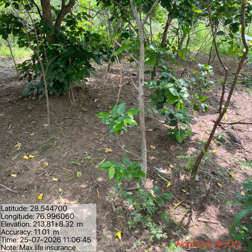 Max Life Insurance's Urban Forest Initiative: A Breath of Fresh Air for Delhi – 6 months