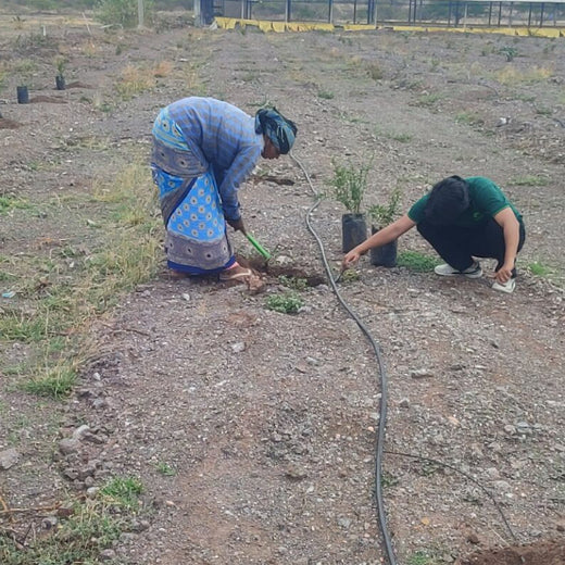 Mealawe’s Eat Well, Plant Well: Every Order Helps Plant a Tree – Planting
