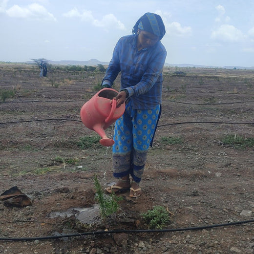 Mealawe’s Eat Well, Plant Well: Every Order Helps Plant a Tree – Planting