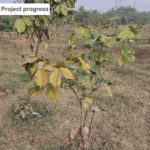 Greening Cities: Mrs. Meena Batra's Urban Forest Impact – Planting