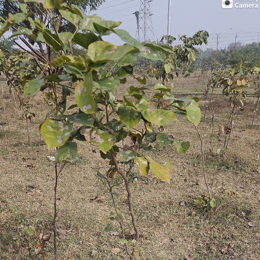 Greening Cities: Mrs. Meena Batra's Urban Forest Impact – Planting