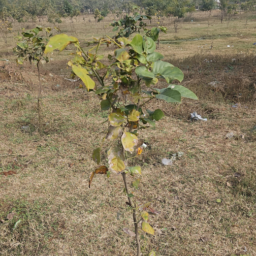 Greening Cities: Mrs. Meena Batra's Urban Forest Impact – Planting