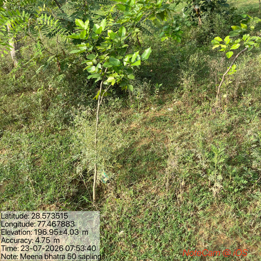 Greening Cities: Mrs. Meena Batra's Urban Forest Impact – 6 months
