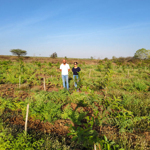Microforests by Grow Billion Trees: Small Spaces, Big Impact – Planting