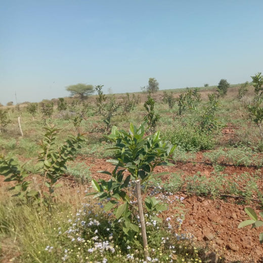 Microforests by Grow Billion Trees: Small Spaces, Big Impact – Planting