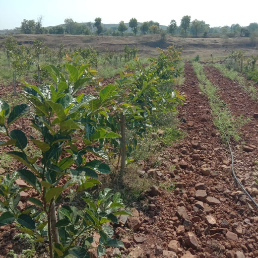 Microforests by Grow Billion Trees: Small Spaces, Big Impact – Planting