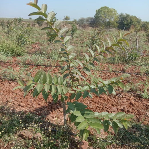 Microforests by Grow Billion Trees: Small Spaces, Big Impact – Planting