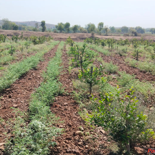 Microforests by Grow Billion Trees: Small Spaces, Big Impact – Planting