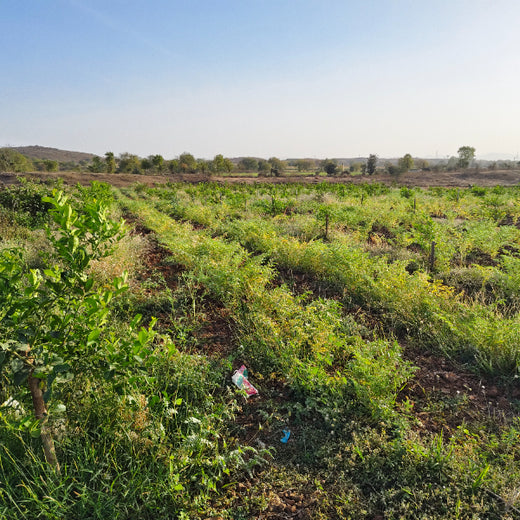 Microforests by Grow Billion Trees: Small Spaces, Big Impact – Planting