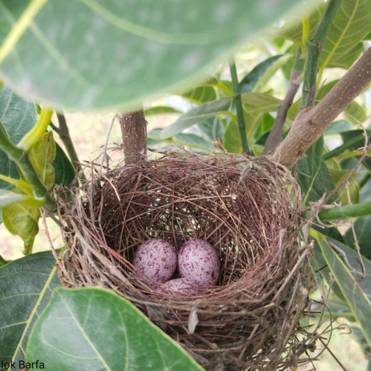 Microforests by Grow Billion Trees: Small Spaces, Big Impact – Planting