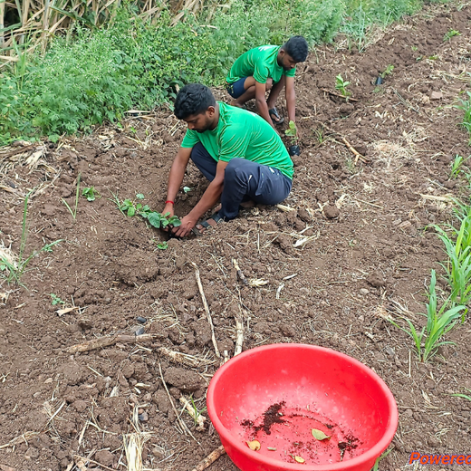 World Environment Day: Green Initiative by Micro Labs Limited – 6 months