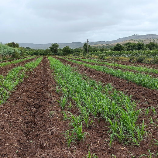World Environment Day: Green Initiative by Micro Labs Limited – Planting