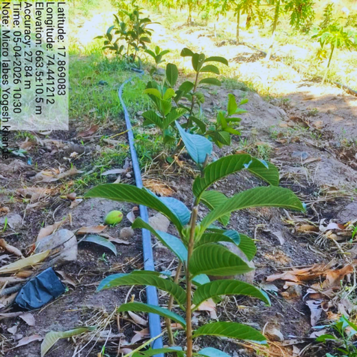 World Environment Day: Green Initiative by Micro Labs Limited – 2 years