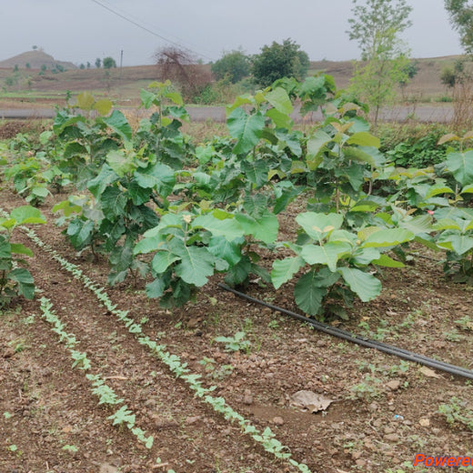 Micro Labs Limited’s World Environment Day Green Drive – 1 year