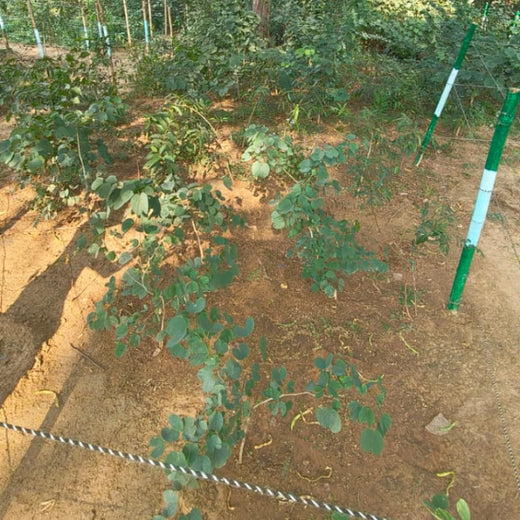 Nature’s Prescription: Miduty’s Earth Day ESG Commitment – 1 year