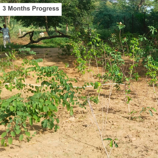 Nature’s Prescription: Miduty’s Earth Day ESG Commitment – 1 year