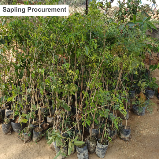 Nature’s Prescription: Miduty’s Earth Day ESG Commitment – Planting