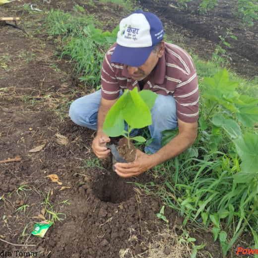MindScan Education: Empowering Careers, Enriching the Earth – Planting