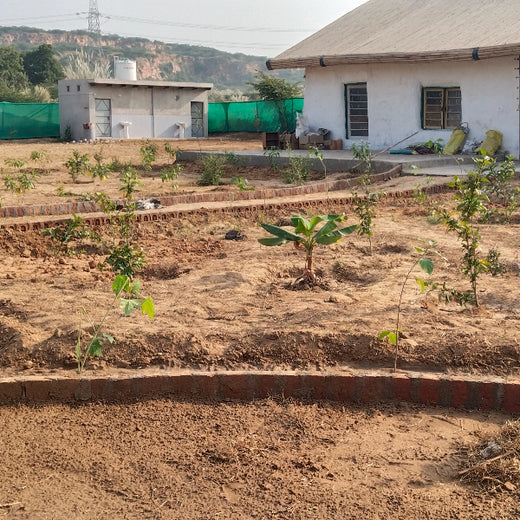 Empowering Green Growth: NCR Voyix's Employee-Driven Urban Forest – 6 months
