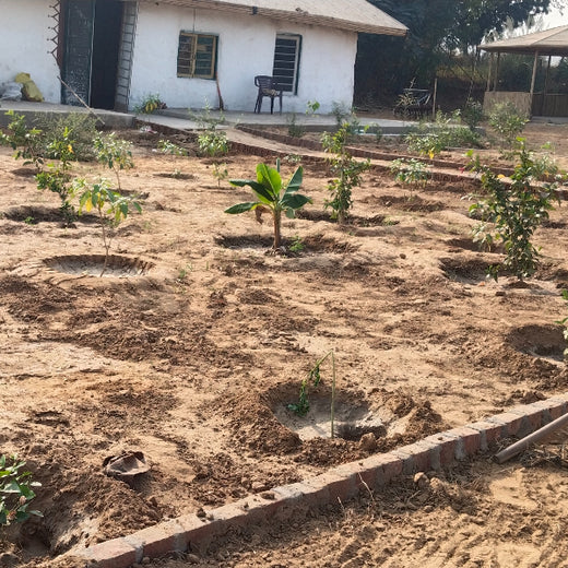 Empowering Green Growth: NCR Voyix's Employee-Driven Urban Forest – 6 months