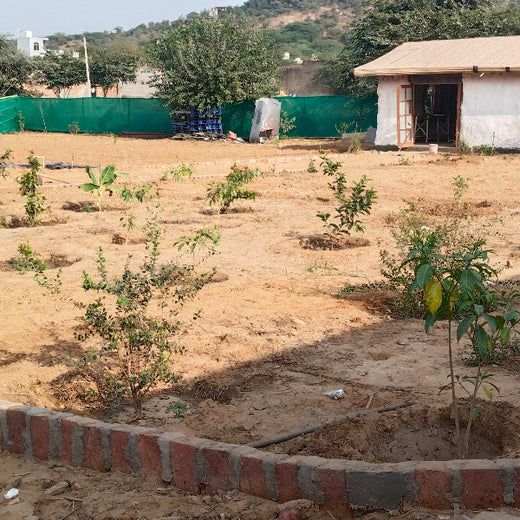 Empowering Green Growth: NCR Voyix's Employee-Driven Urban Forest – 6 months