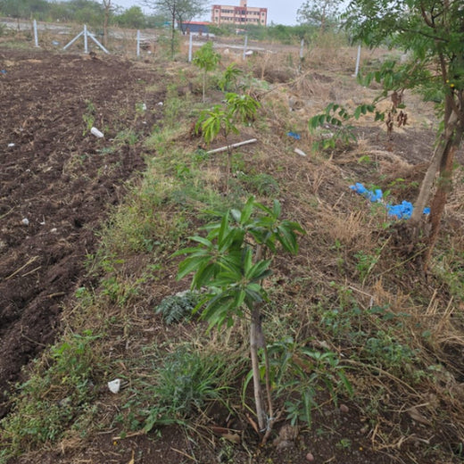 Agroforest Allies: NICE’s Employee Engagement Through Tree Planting – 1 year