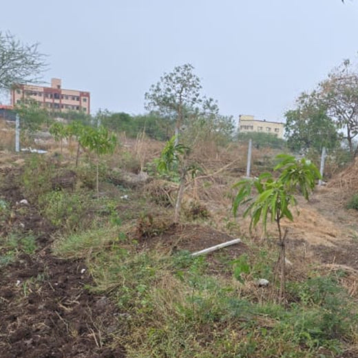 Agroforest Allies: NICE’s Employee Engagement Through Tree Planting – 1 year