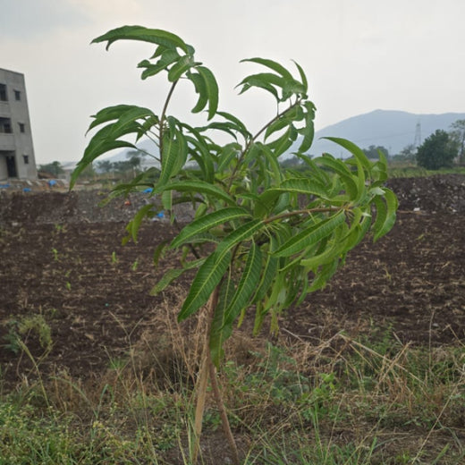 Agroforest Allies: NICE’s Employee Engagement Through Tree Planting – 1 year