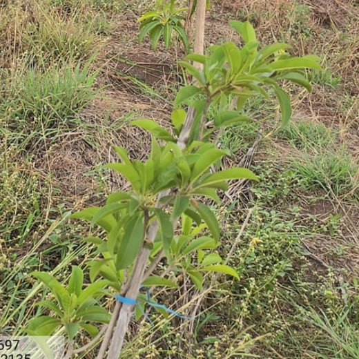 Agroforest Allies: NICE’s Employee Engagement Through Tree Planting – 1 year