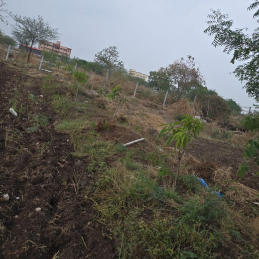 Agroforest Allies: NICE’s Employee Engagement Through Tree Planting – 1 year