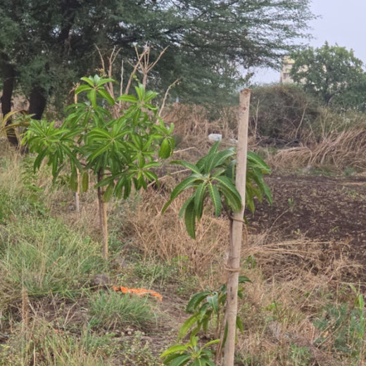 Agroforest Allies: NICE’s Employee Engagement Through Tree Planting – 1 year
