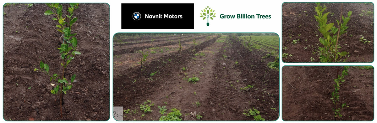 Roots of Joy: Navnit Motors' Green Tribute to Every BMW Experience