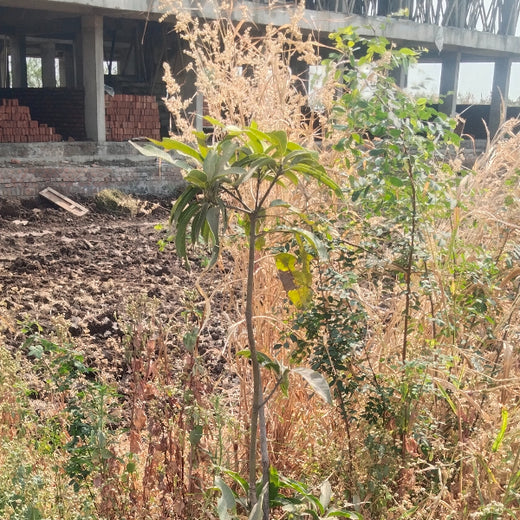 Agroforest Allies: NICE’s Employee Engagement Through Tree Planting – 6 months
