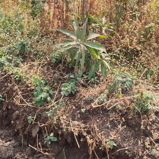 Agroforest Allies: NICE’s Employee Engagement Through Tree Planting – 6 months