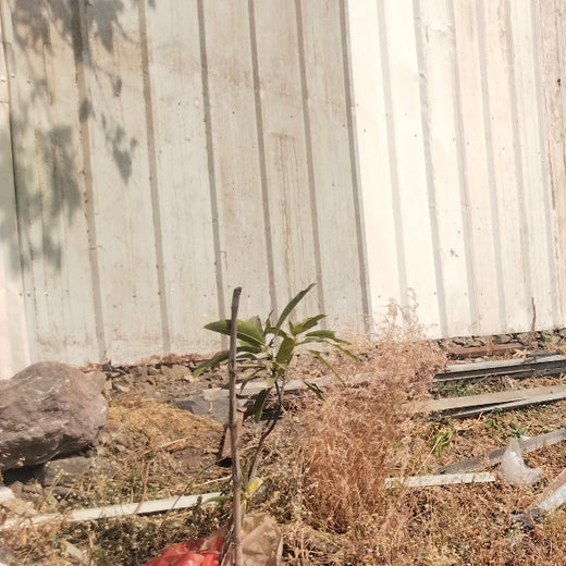Agroforest Allies: NICE’s Employee Engagement Through Tree Planting – 6 months