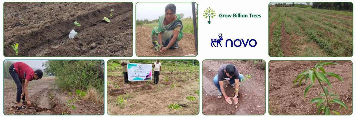 NOVO GBS (Global Business Service): Greening Lives, Growing Futures