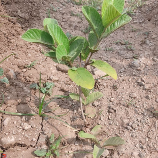 NOVO GBS (Global Business Service): Greening Lives, Growing Futures – 1 year