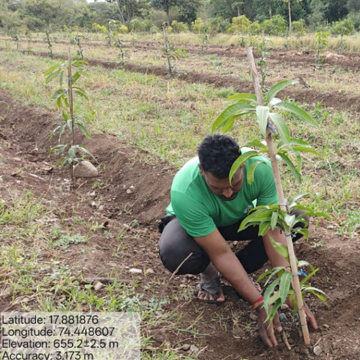 NOVO GBS (Global Business Service): Greening Lives, Growing Futures – Planting
