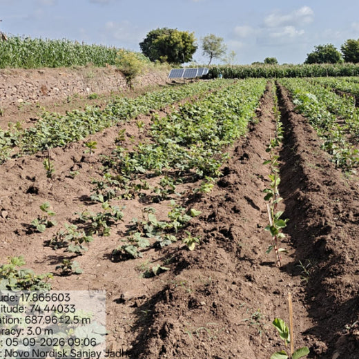 NOVO GBS (Global Business Service): Greening Lives, Growing Futures – 6 months