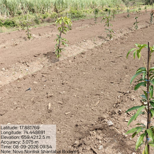 NOVO GBS (Global Business Service): Greening Lives, Growing Futures – 6 months