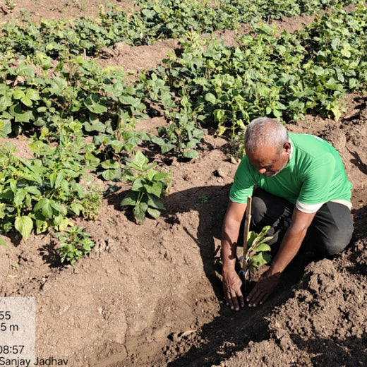 NOVO GBS (Global Business Service): Greening Lives, Growing Futures – Planting