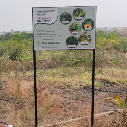 Each Tree, a Step Forward: Nutanix's Agroforest CSR Initiative – 6 months