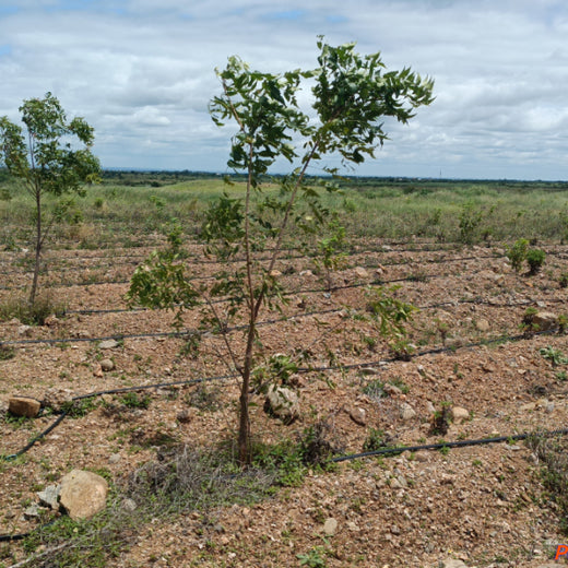 Each Tree, a Step Forward: Nutanix's Agroforest CSR Initiative – 6 months